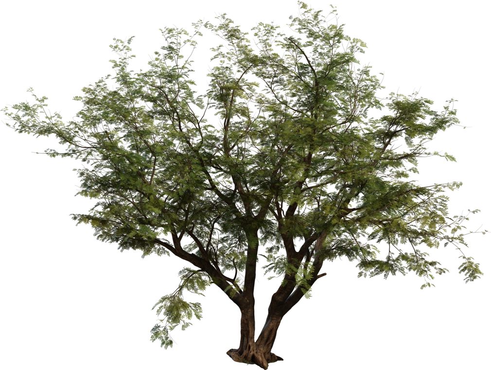 Free 8K Jacaranda tree model - lush, wide canopy of dense leaves, detailed bark and branching, natural multi-trunk silhouette.