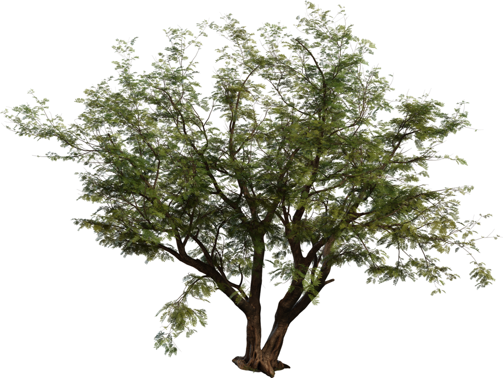 Jacaranda Tree Model • Poly Haven