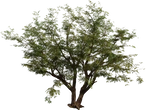 Jacaranda Tree - Preview