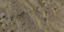Japanese Hackberry Bark - Preview