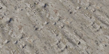 Japanese Sycamore - Preview