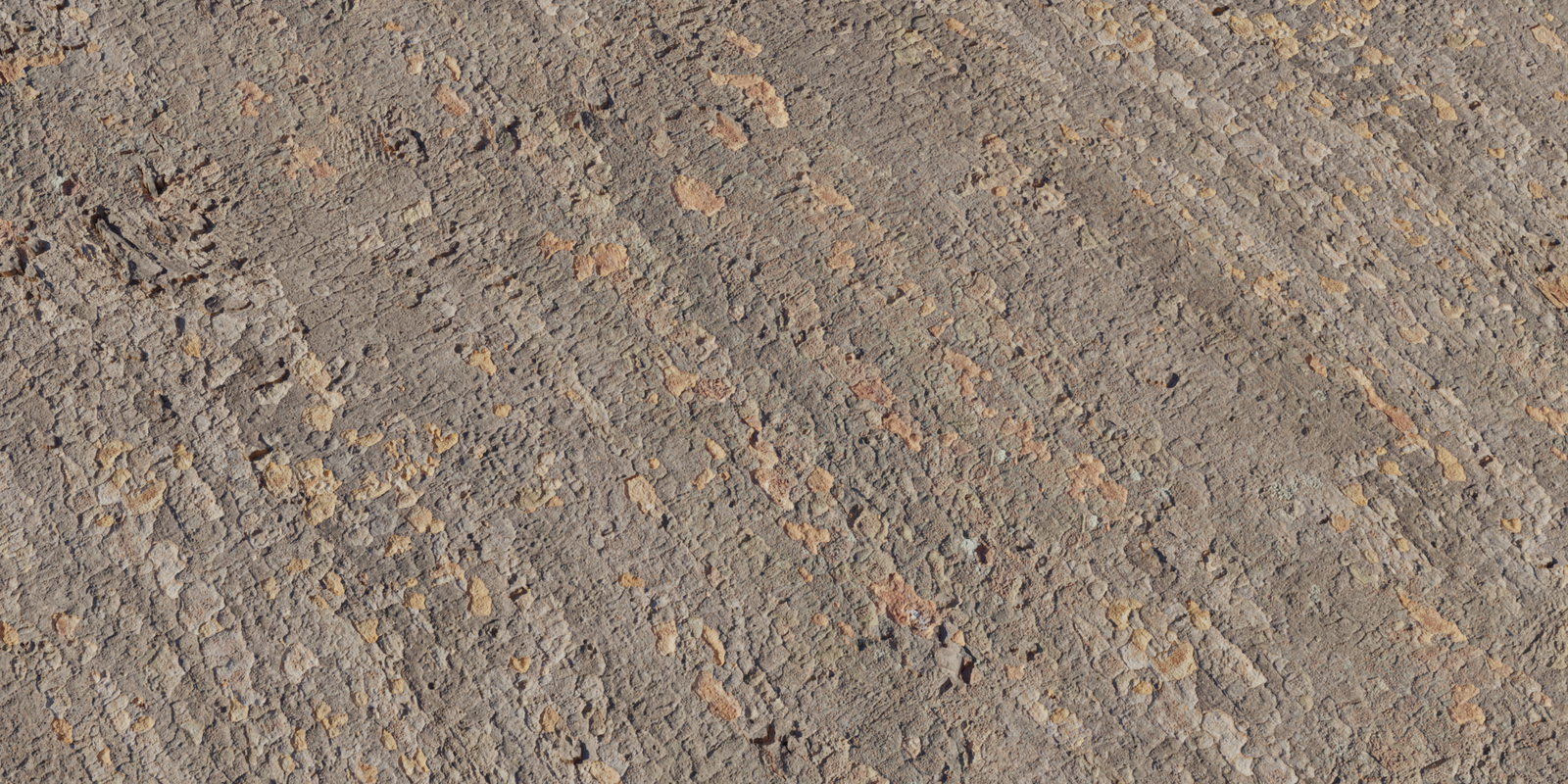 Japanese Zelkova Bark