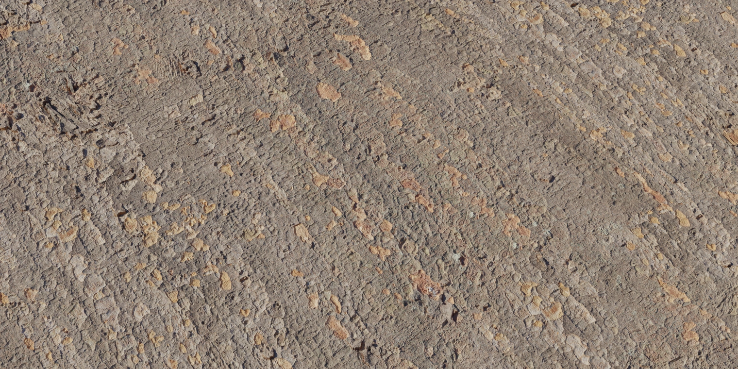 Free 8K texture of Japanese Zelkova bark: coarse, flaky trunk surface with peeling patches, warm brown-orange underlayers and subtle fine-grain roughness.