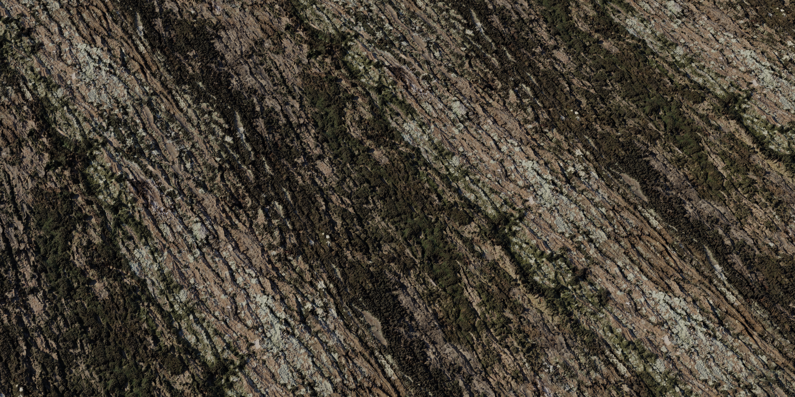 Jolcham Oak Bark 01