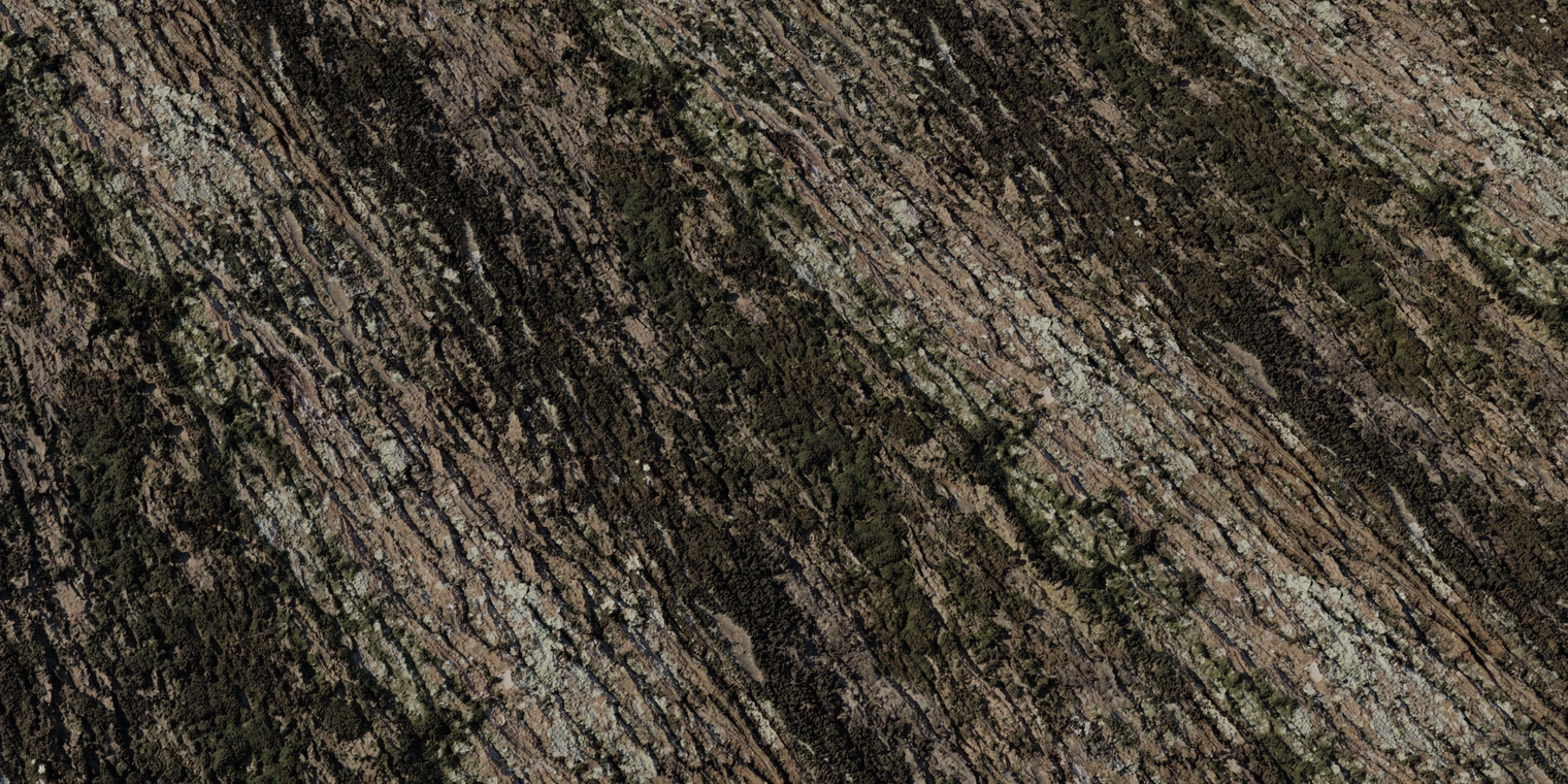 Free 8k texture of Jolcham oak bark: rough, weathered, uneven bark with mossy, lichen-covered patches, deep fissures and coarse organic brown-green tones.