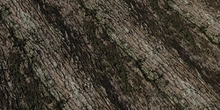 Jolcham Oak Bark 01 - Preview