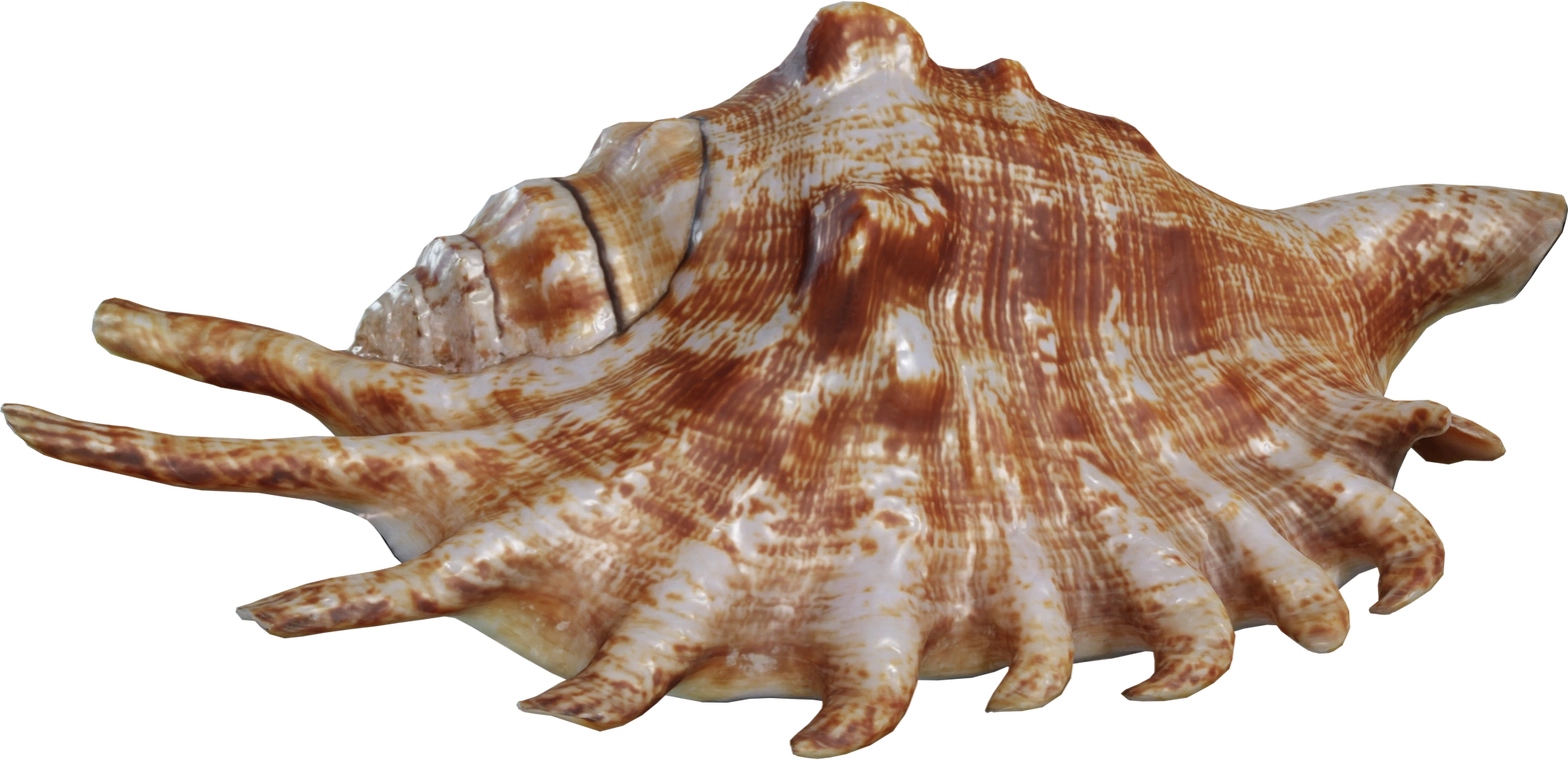Free 8K Lambis shell model with glossy ridged brown-and-cream surface, pronounced curved spines and subtle weathering for a natural decorative look.