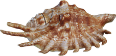 Lambis Shell - Preview