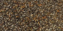 Leaves Forest Ground - Preview