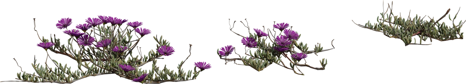 Free 8K model of Leipoldtia schultzei - low, spreading purple-succulent wildflower from Namaqualand with detailed leaves, stems and vibrant blooms.