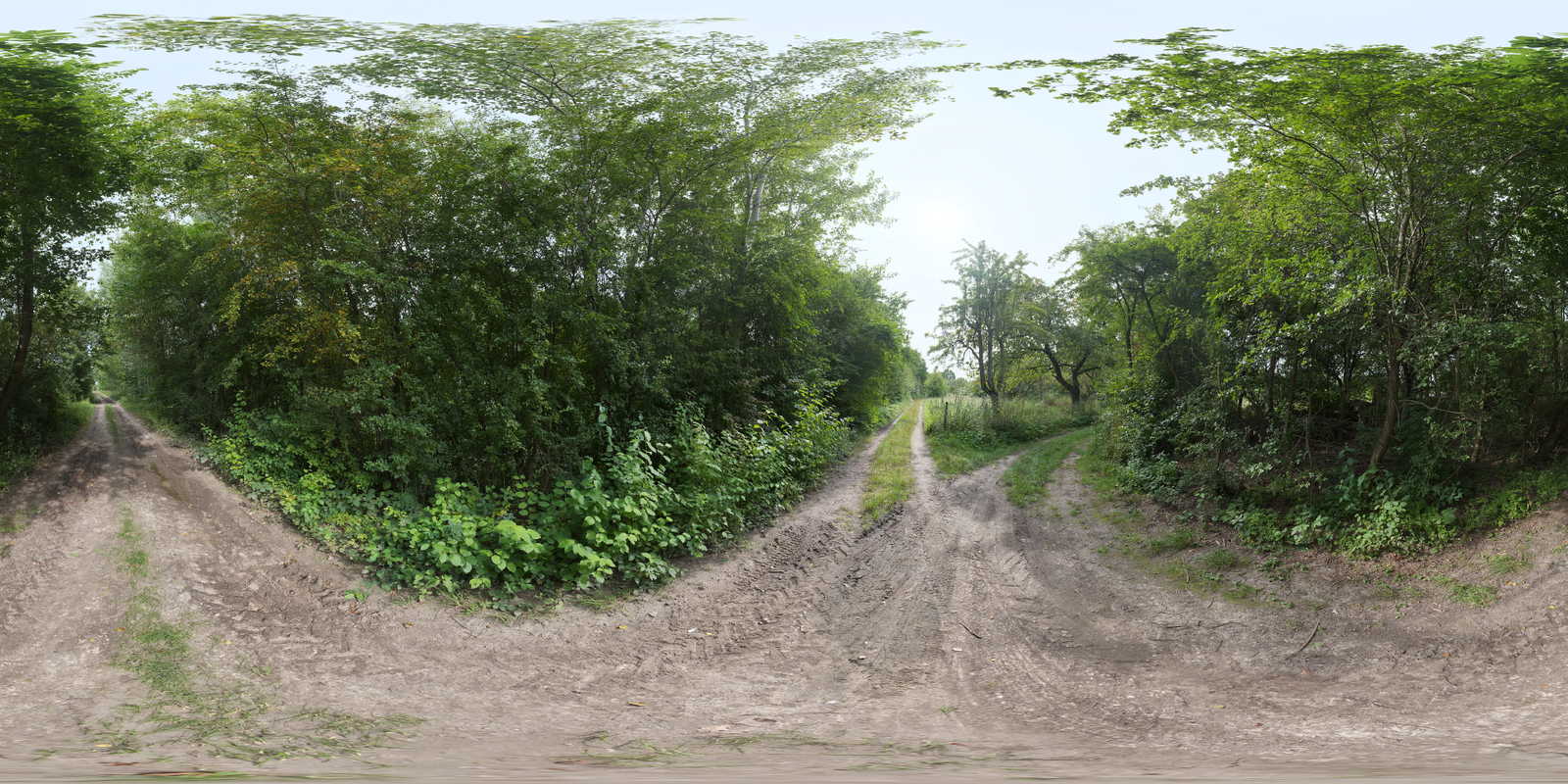 Lush Dirt Path