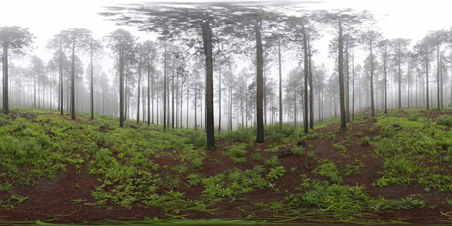 Misty Pines HDRI • Poly Haven