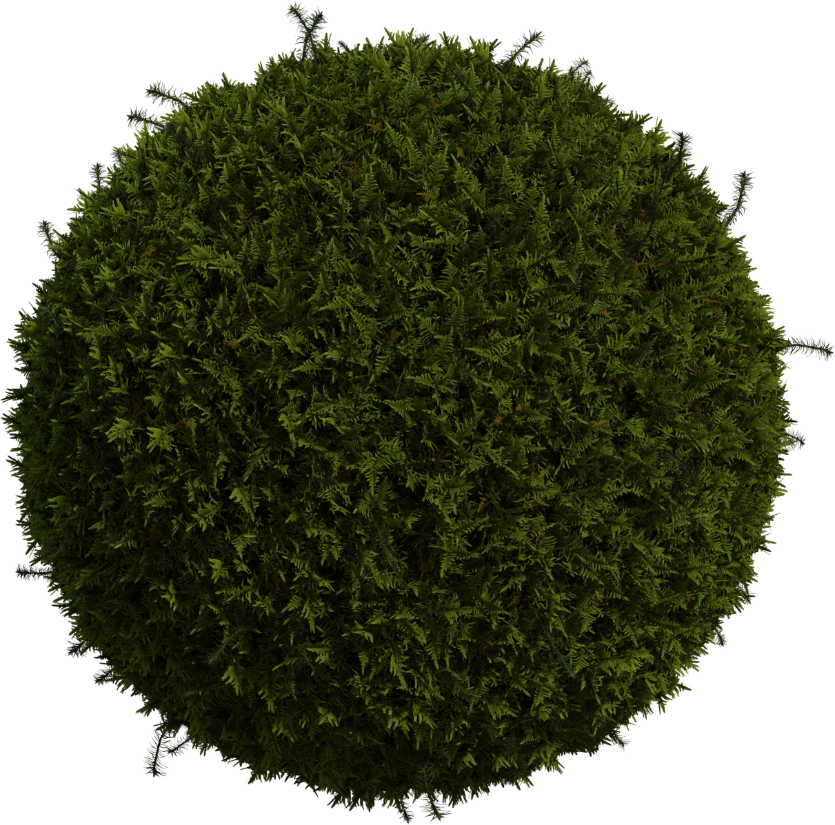 Moss 01