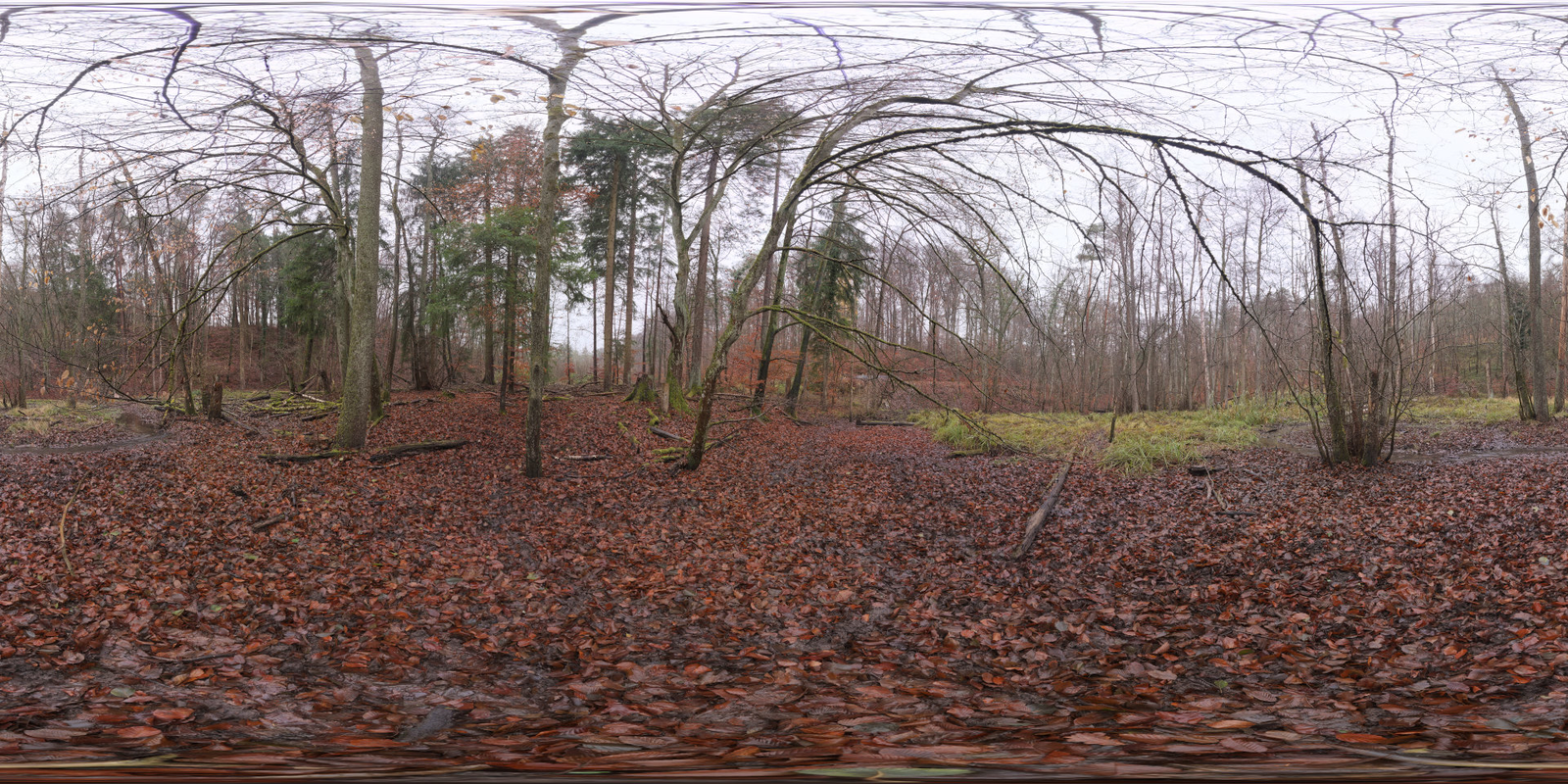 Muddy Autumn Forest