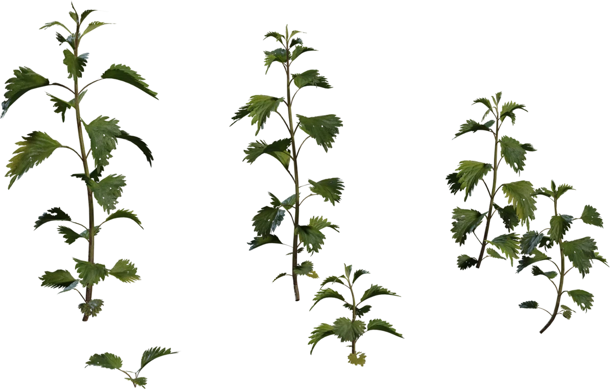 Free 8K photoreal nettle plant model: slender stems with serrated green leaves, multiple sprigs, detailed veins and a natural wet sheen.