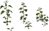 Nettle Plant - Preview