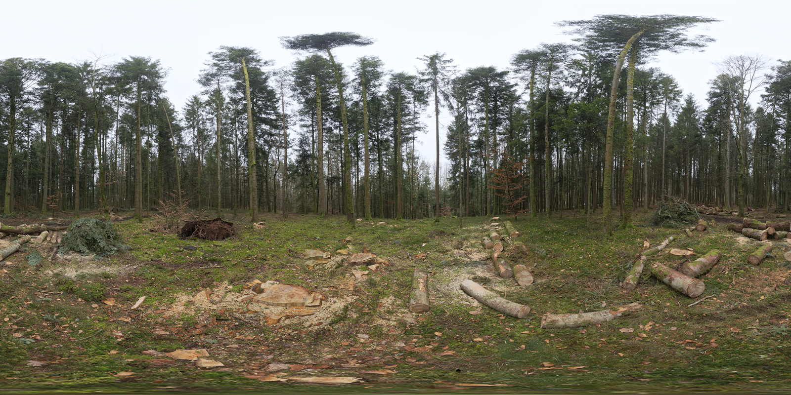 Niederwihl Forest