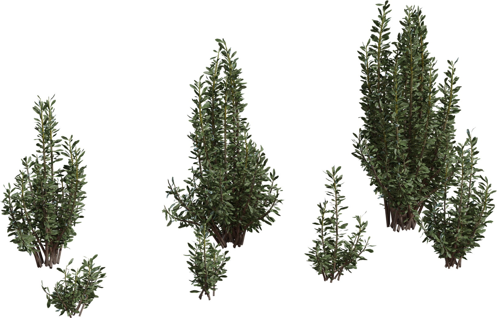 Othonna Cerarioides