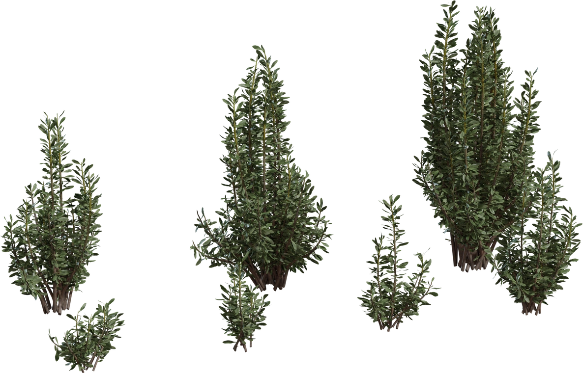 Free 8K model of Othonna Cerarioides - a realistic Karoo succulent shrub with dense upright stems, leathery green leaves and fine botanical detail.