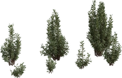 Othonna Cerarioides - Preview
