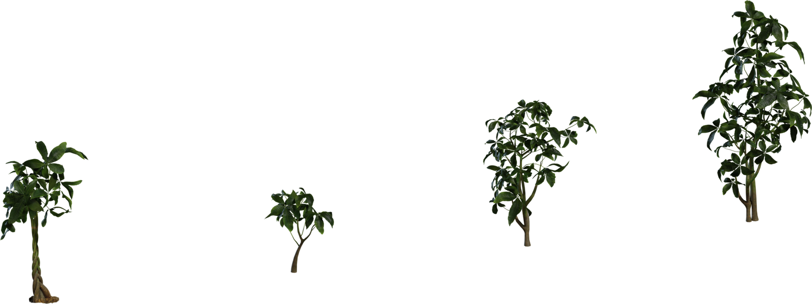 Pachira Aquatica 01