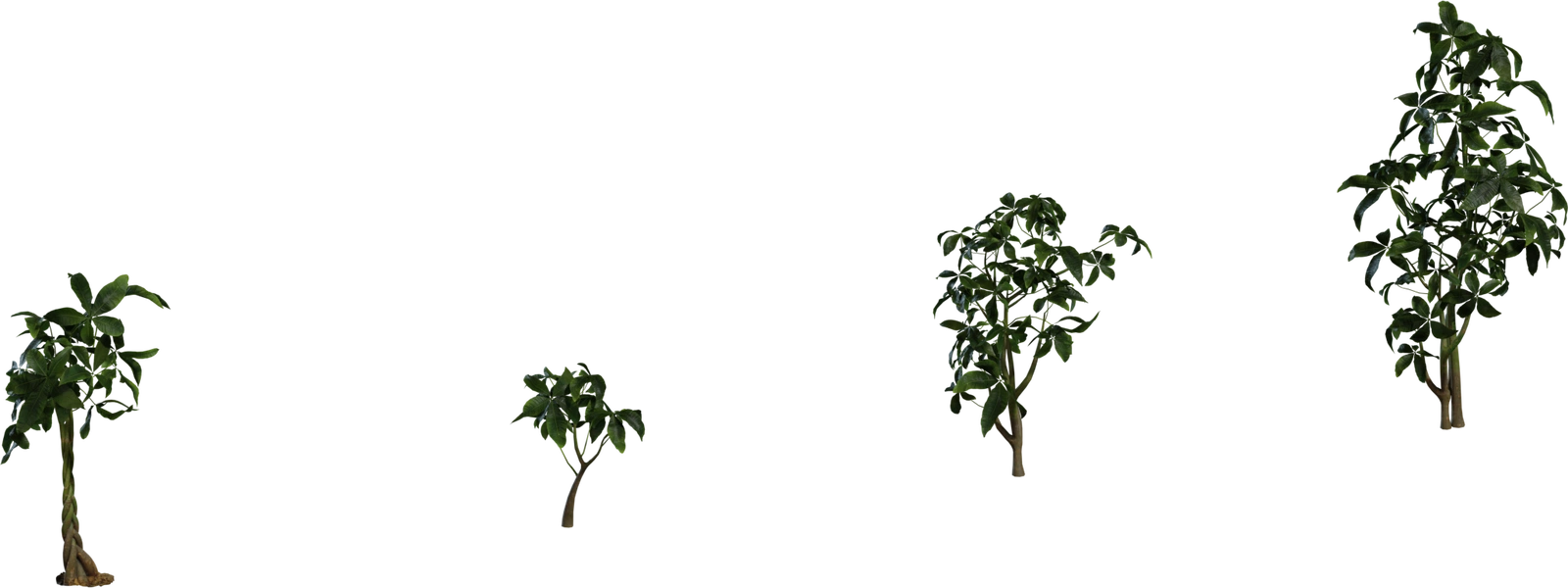 Free 8K Pachira Aquatica 01 - realistic tropical shrub models with braided trunks, glossy green leaves, varied sizes and high-detail bark and foliage.