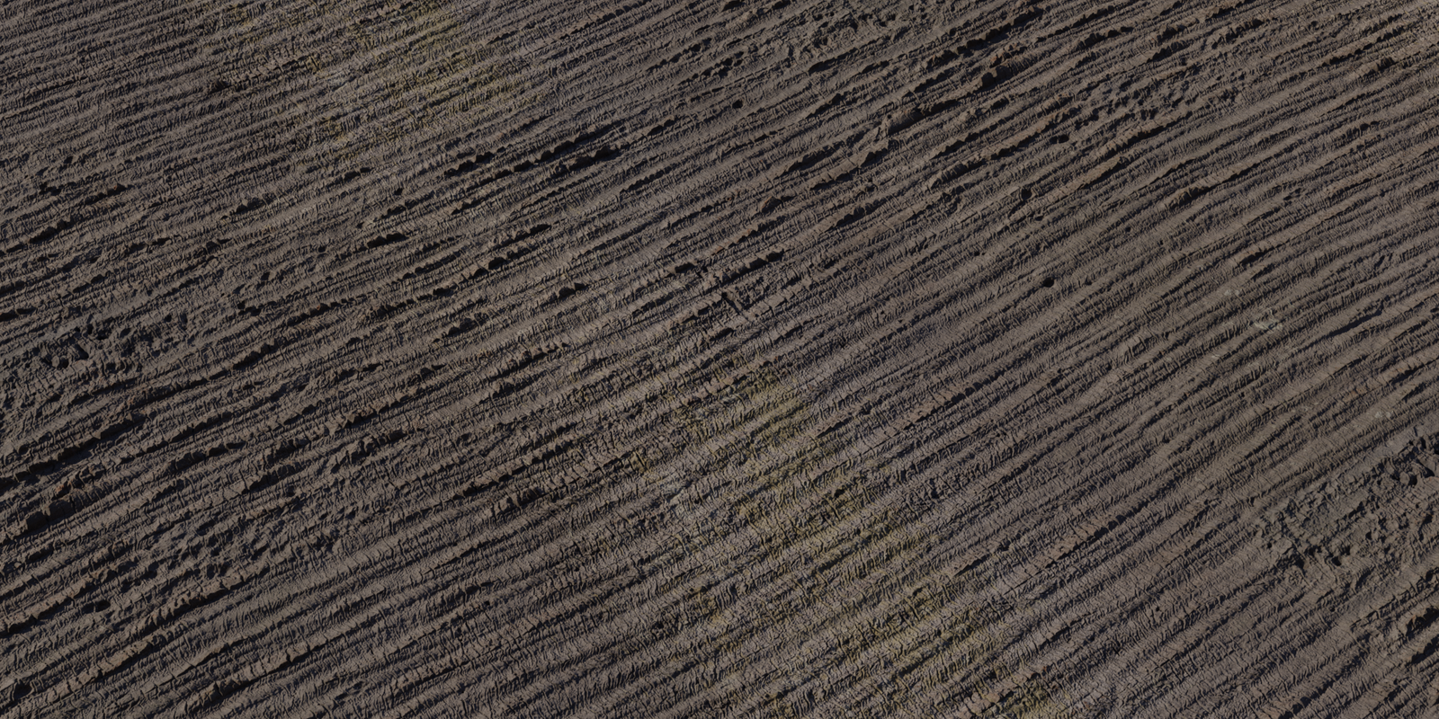 Palm Bark