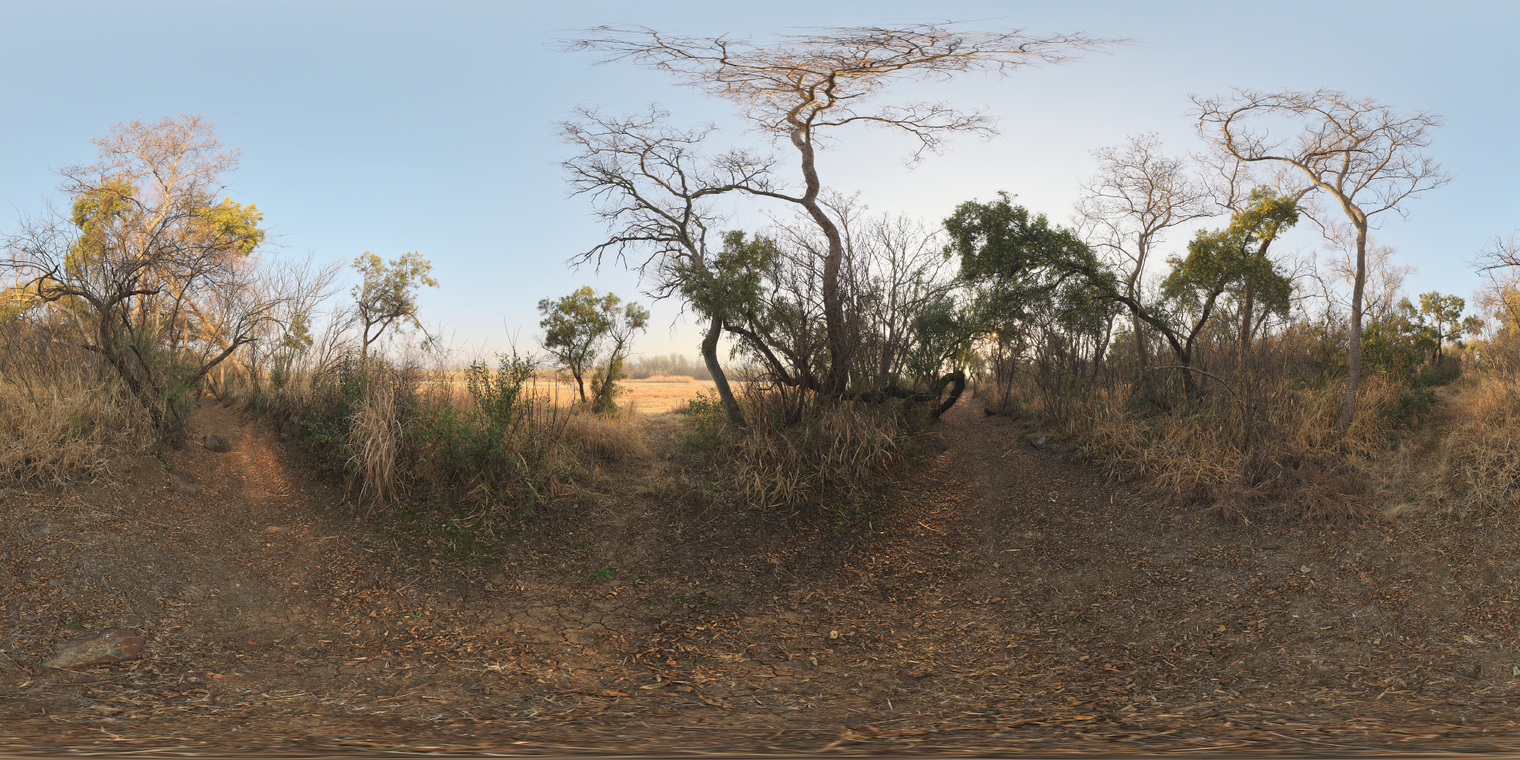 Free, unclipped, 20k HDRI of a clear safari morning with warm, low-contrast golden light on dry grass, bare trees and a narrow bushy pathway.