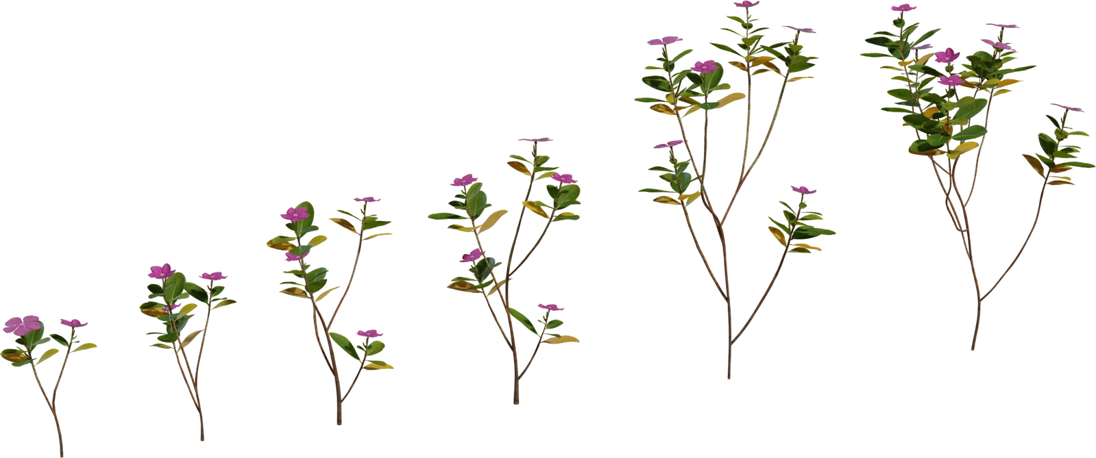 Free 4K periwinkle plant model with small pink flowers, realistic leaves and branch variations, perfect for gardens, meadows, groundcover and botanical scenes.