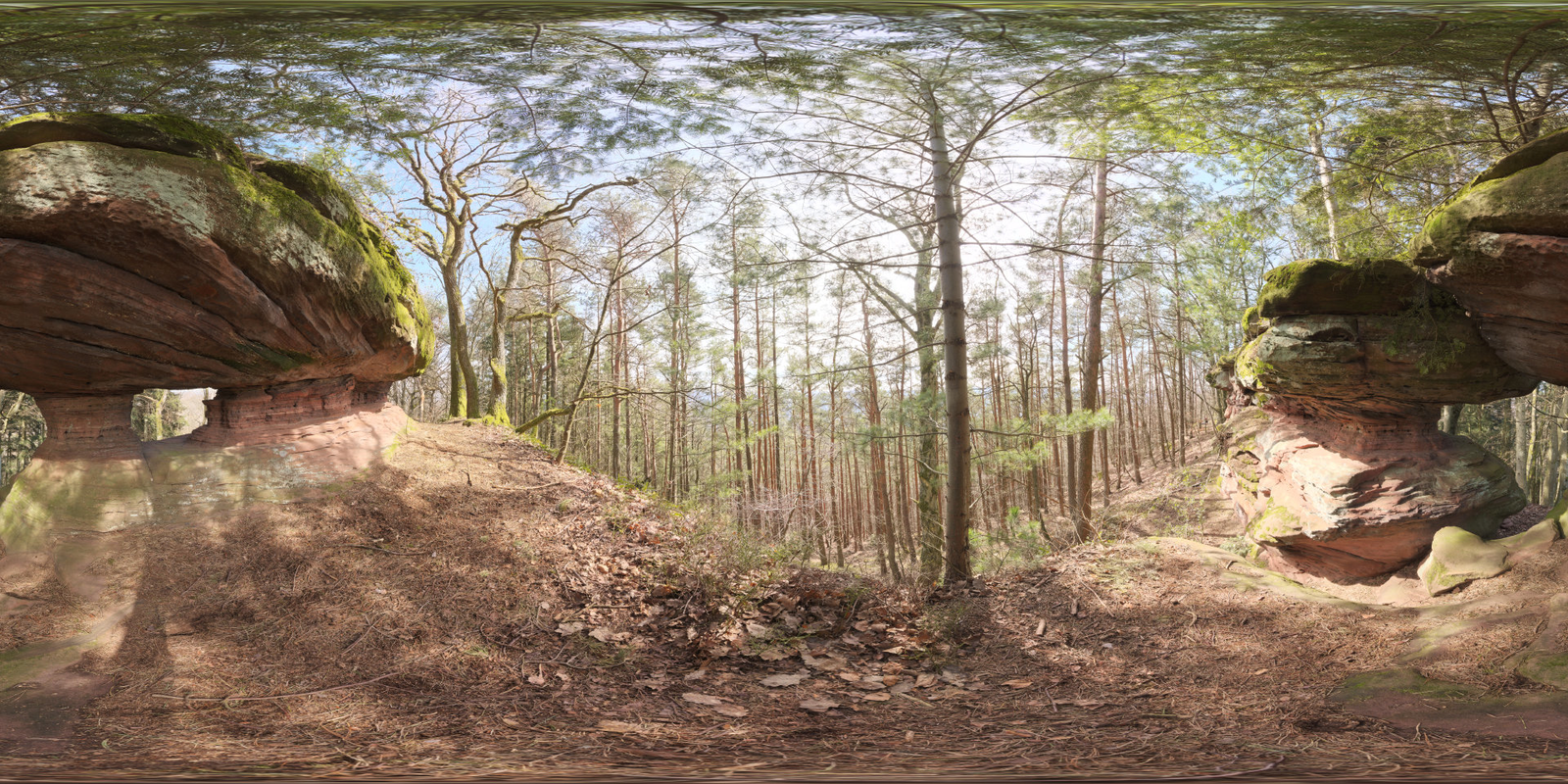 Pfälzer Forest 01