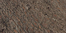 Pine Bark - Preview
