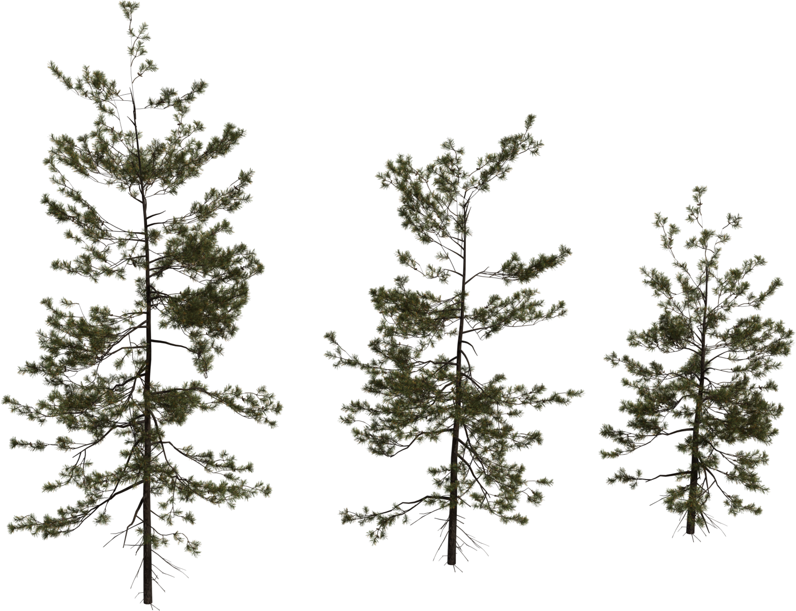 Pine Sapling Medium