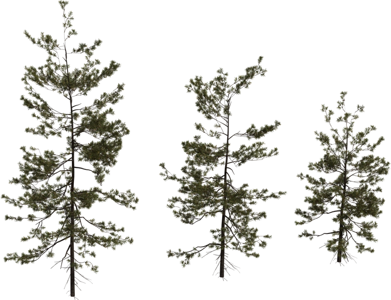 Free 8K pine sapling model: slender trunk, twiggy branches, dense needle clusters and textured bark with natural evergreen foliage.