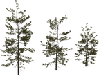 Pine Sapling Medium - Preview