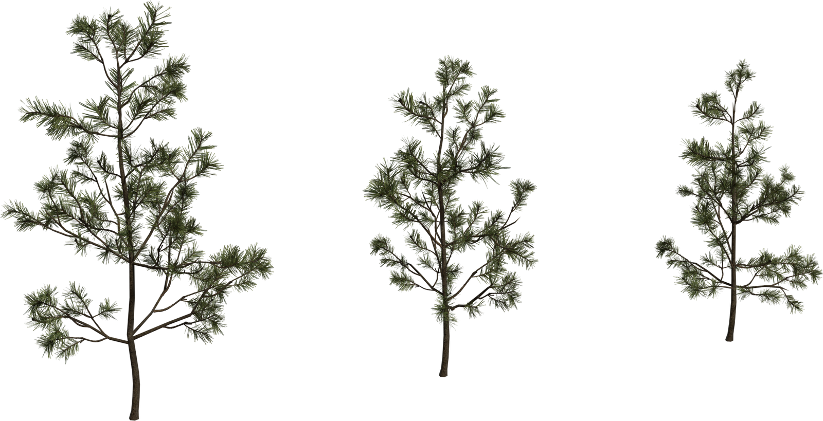 Pine Sapling Small