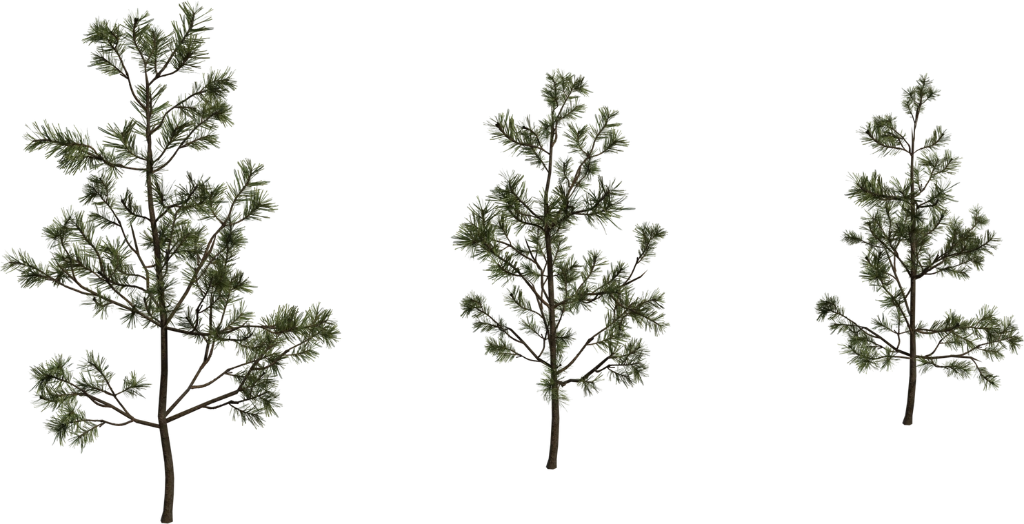 Free 8K model of a small pine sapling with detailed bark and slender trunk, layered needle clusters, irregular branches and natural evergreen foliage.