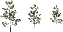 Pine Sapling Small - Preview