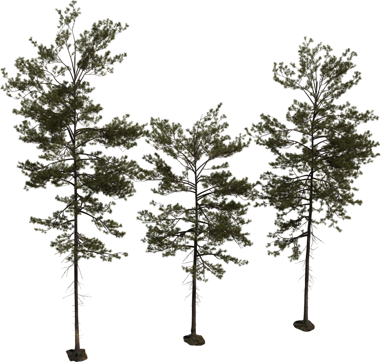 Pine Tree 01