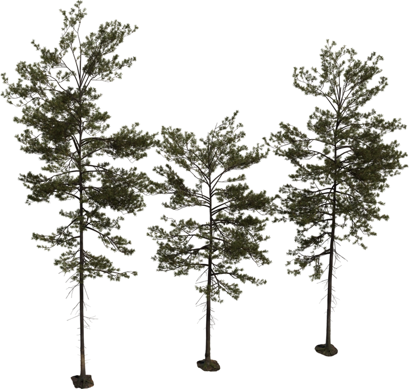 Free 8K model of a tall, slender pine with layered branch clusters, dense needle foliage, and a realistic textured trunk and bark.