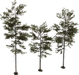 Pine Tree 01 - Preview