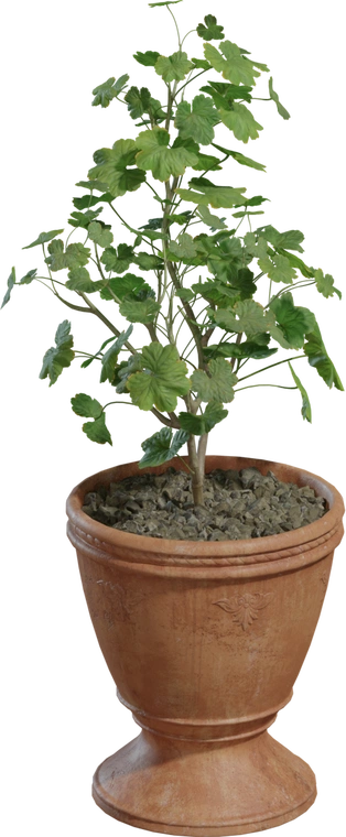 Free 8K model of a medium potted plant with lush scalloped green leaves in a weathered terracotta pedestal pot, detailed trunk and gravel-filled soil.