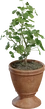 Potted Plant 01 - Preview