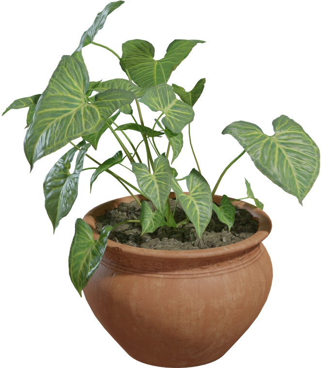 Free 8K model. Realistic terracotta pot with weathered rim, textured soil, and variegated green, heart-shaped leaves with pronounced veins.
