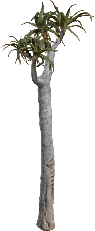 Free 8K Quiver Tree 3D model, photoreal: detailed trunk bark and aloe-like succulent rosettes, ideal for desert scenes.
