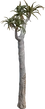 Quiver Tree 01 - Preview
