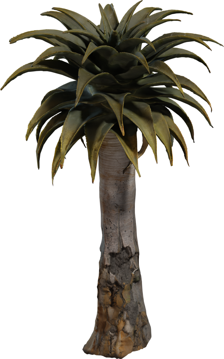 Quiver Tree 02