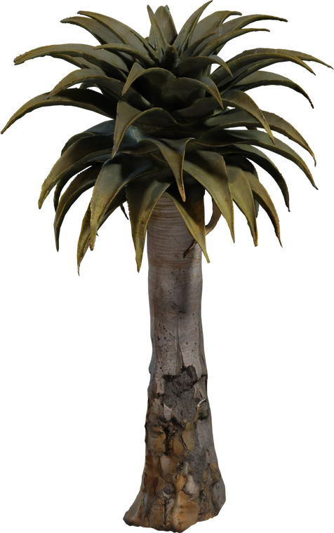 Free 8K model of a realistic Quiver Tree: weathered, sculpted trunk and dense rosette of long aloe-like succulent leaves with natural color variation.