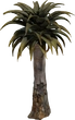 Quiver Tree 02 - Preview