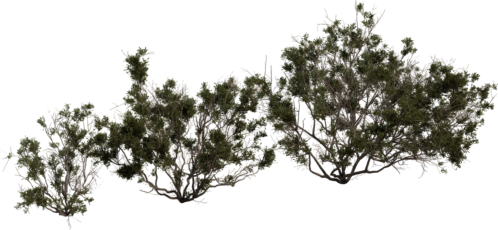 Free 8K model of Searsia burchellii - a sprawling dry Karoo shrub with tangled branches and dense small leaves.