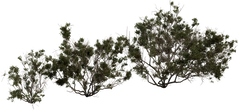 Searsia Burchellii - Preview